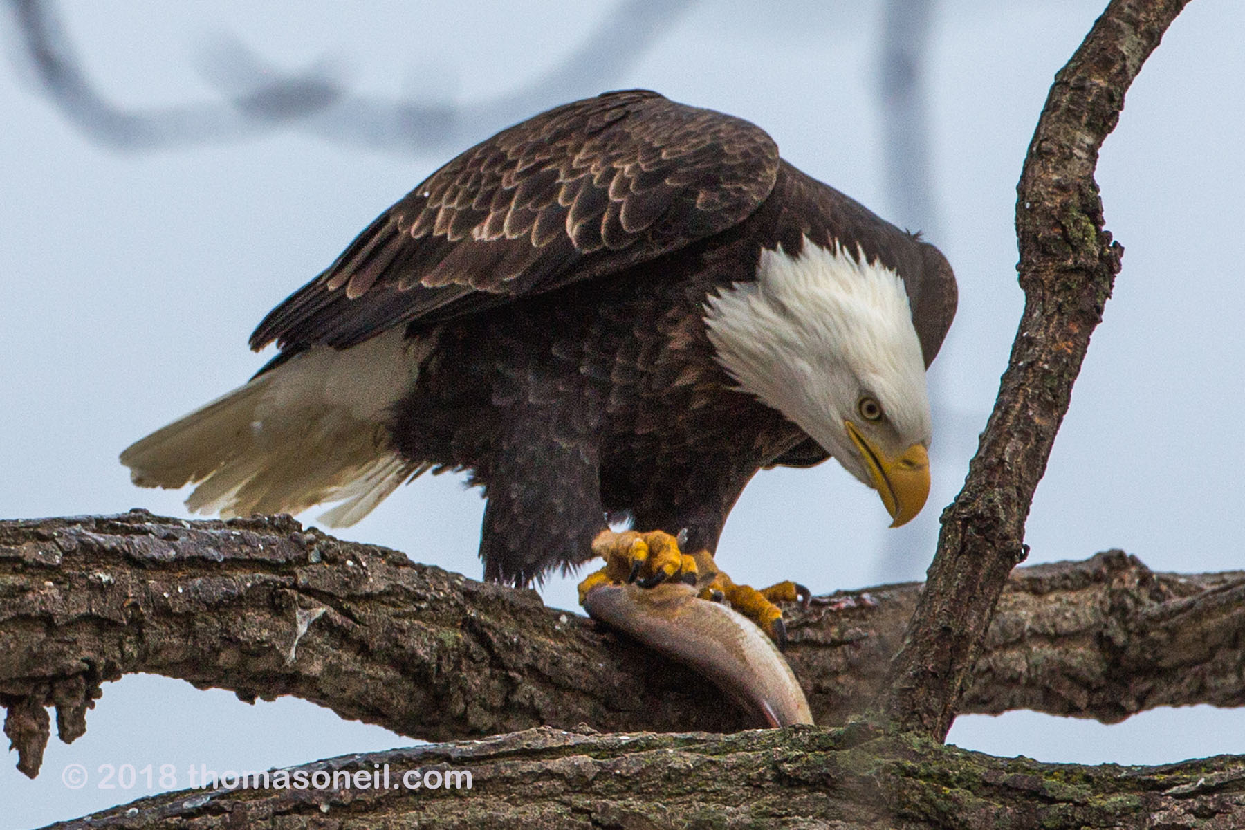 Bald eagle eating fish, 3 of 7 in sequence Keokuk, Iowa, January 2018.  Click for next photo.
