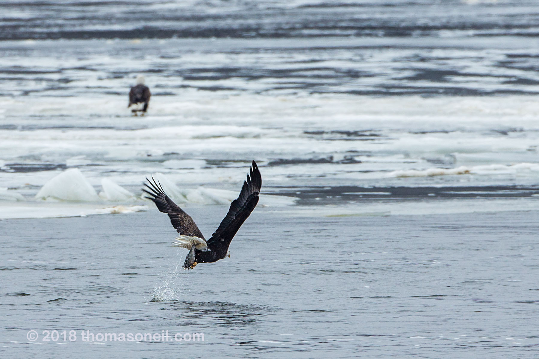 Bald eagle grabs a fish, Keokuk, Iowa, January 2018.  Click for next photo.