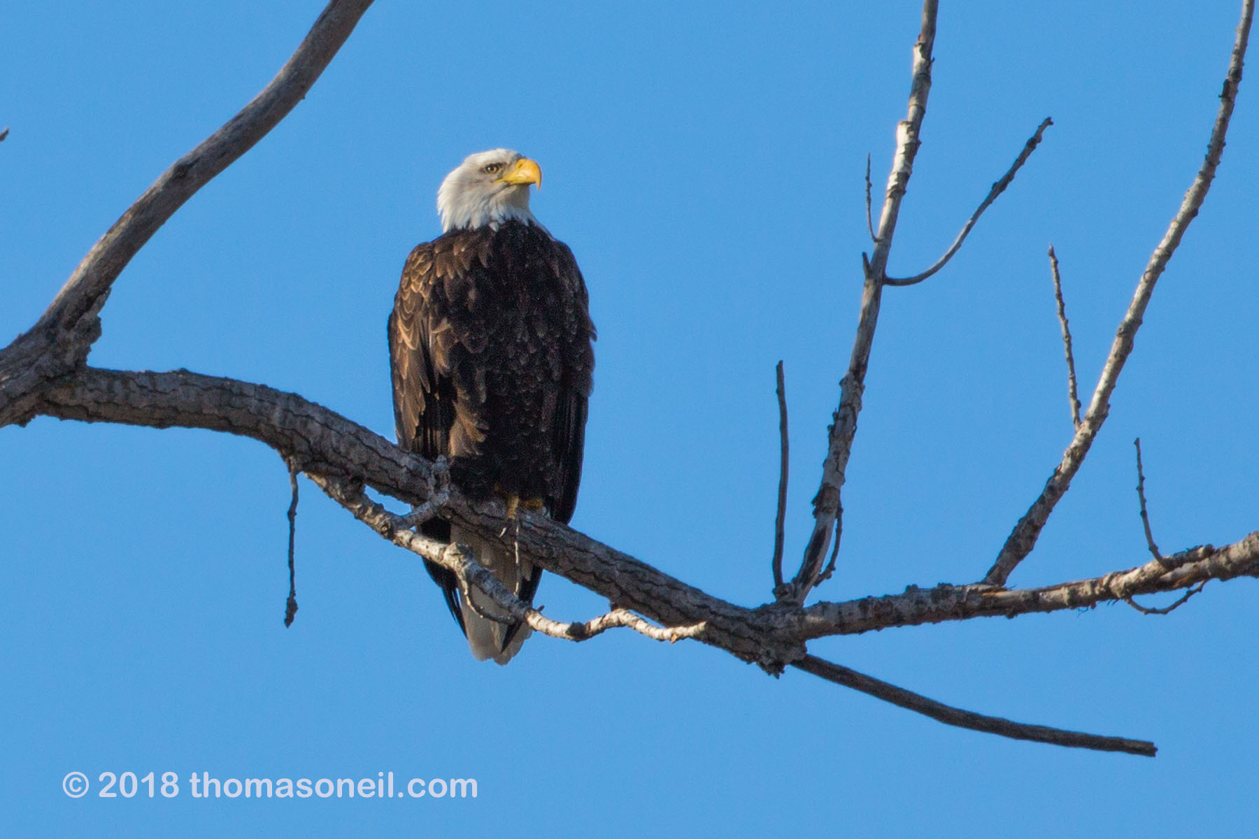 Bald eagle, Loess Bluffs National Wildlife Refuge, Missouri, December 2018.  Click for next photo.