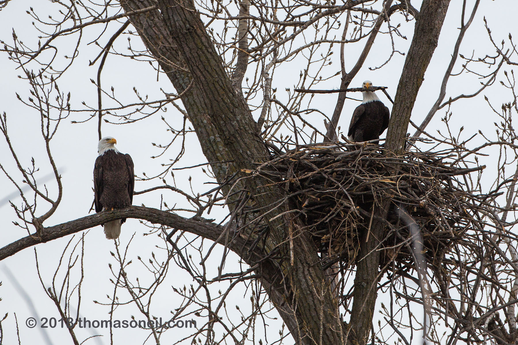 Bald eagles in nest, Loess Bluffs National Wildlife Refuge, Missouri, December 2018.  Click for next photo.
