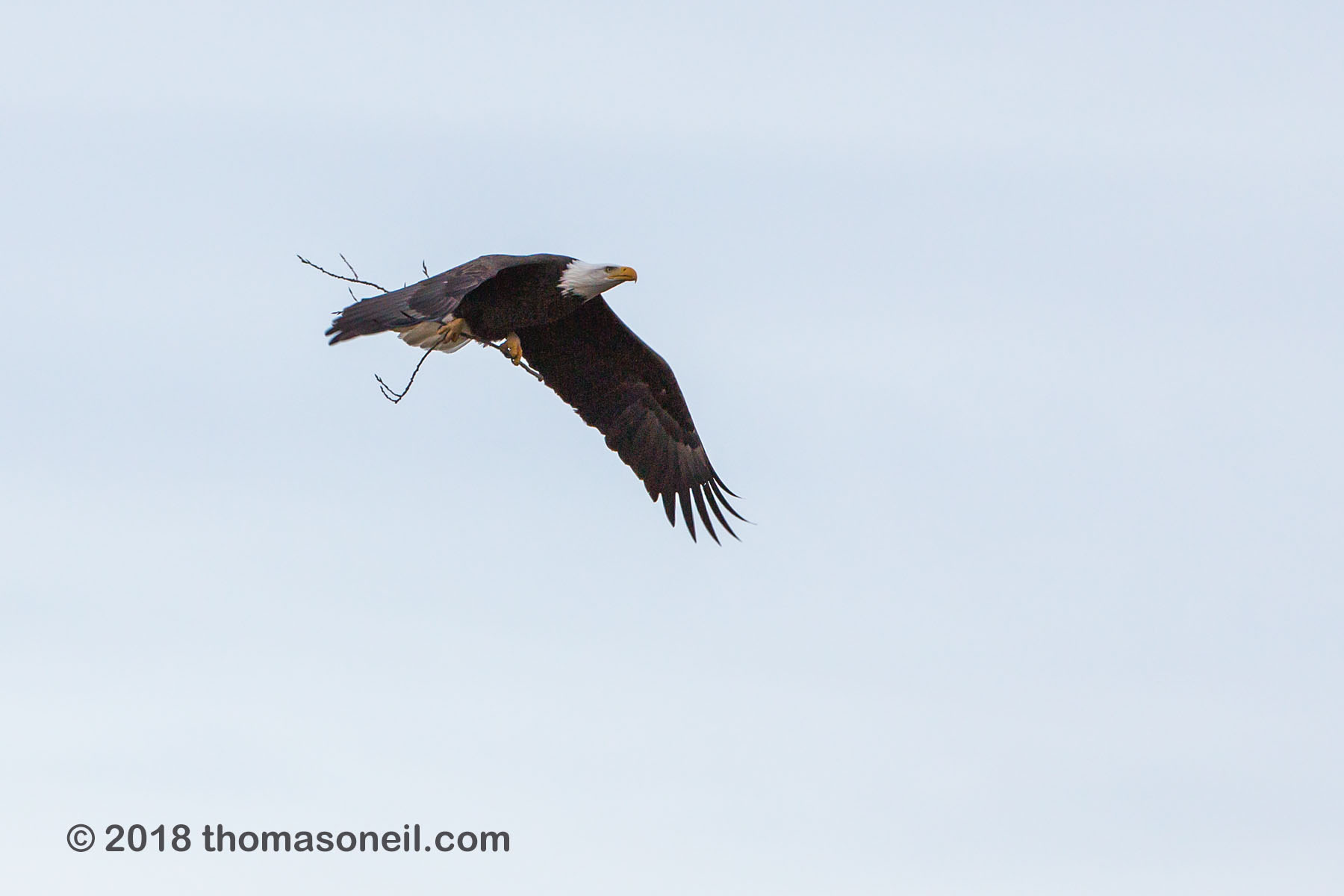 Bald eagle gathering nesting material, Loess Bluffs National Wildlife Refuge, Missouri, December 2018.  Click for next photo.