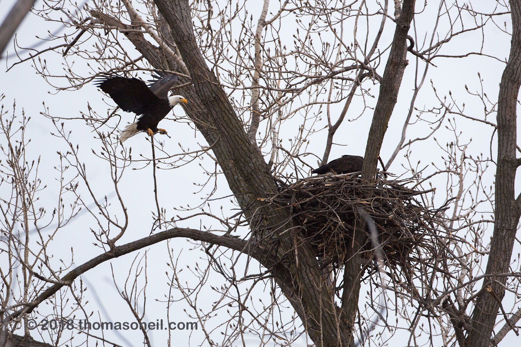 Bald eagle returning to the nest, Loess Bluffs National Wildlife Refuge, Missouri.  Click for next photo.