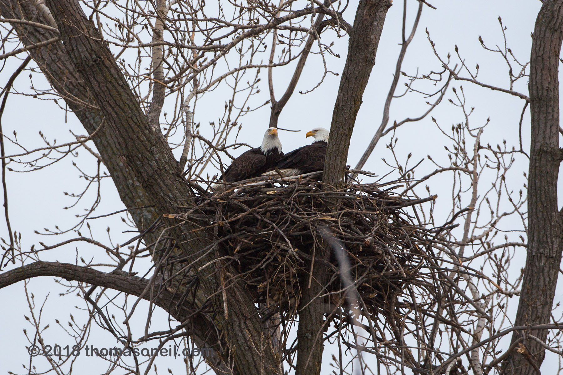 Bald eagles in nest, Loess Bluffs National Wildlife Refuge, Missouri, December 2018.  Click for next photo.