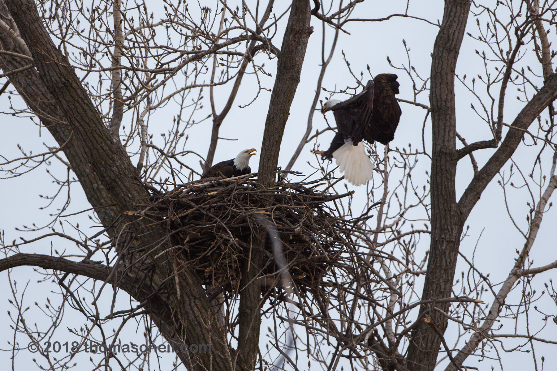 Bald eagle returning to the nest, Loess Bluffs National Wildlife Refuge, Missouri, December 2018.  Click for next photo.