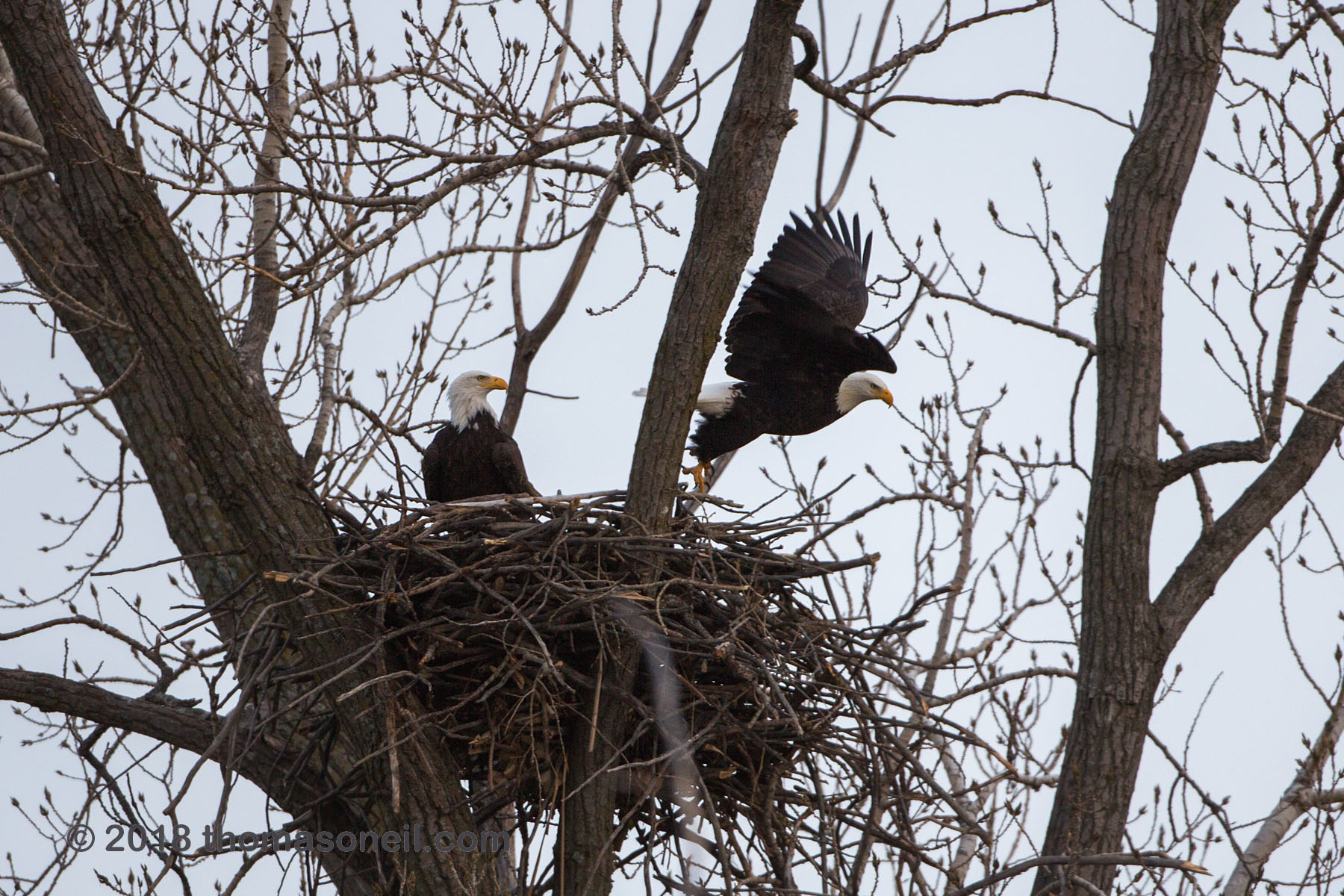 Bald eagle leaving the nest, Loess Bluffs National Wildlife Refuge, Missouri, December 2018.  Click for next photo.