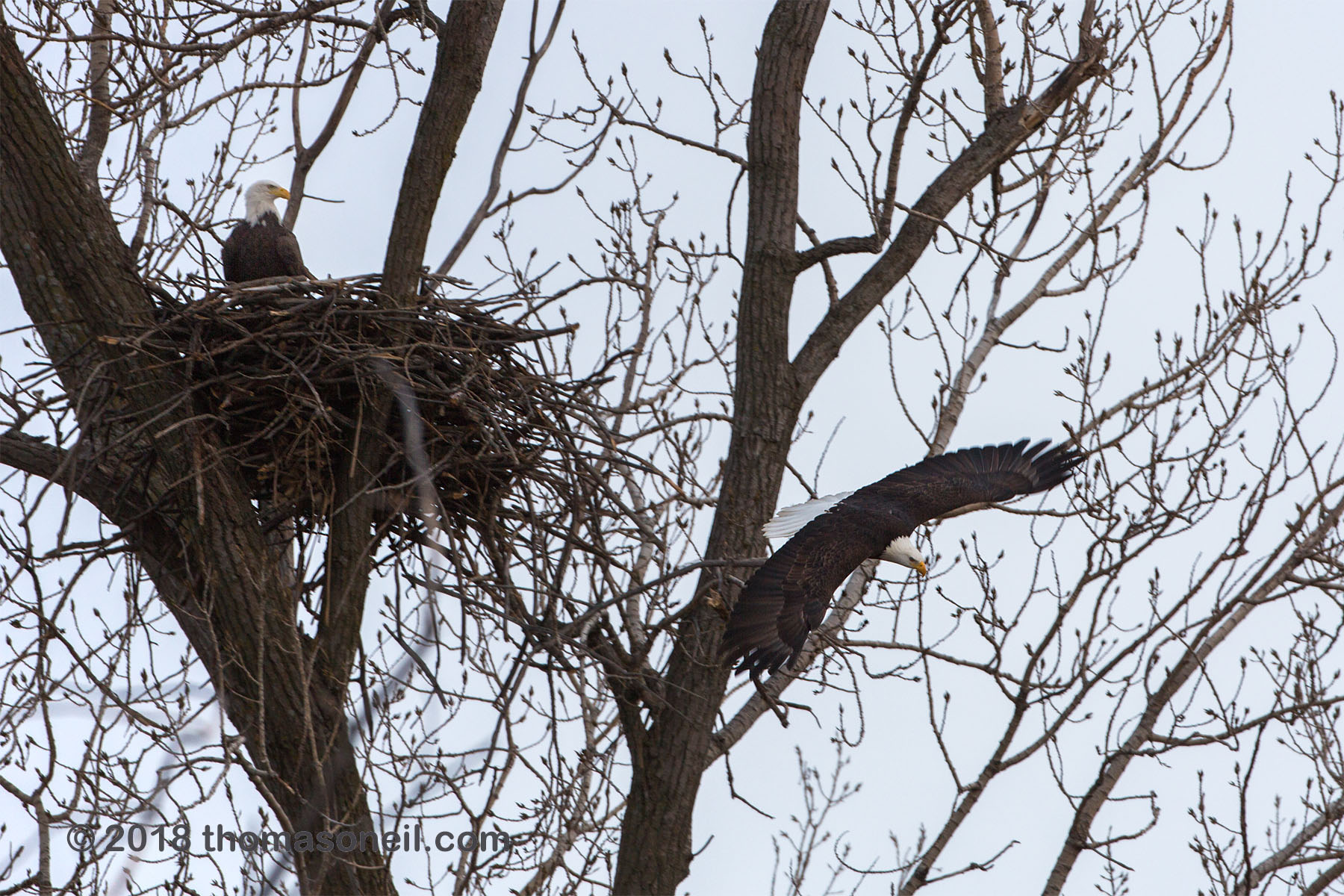 Bald eagle leaving the nest, Loess Bluffs National Wildlife Refuge, Missouri.  Click for next photo.