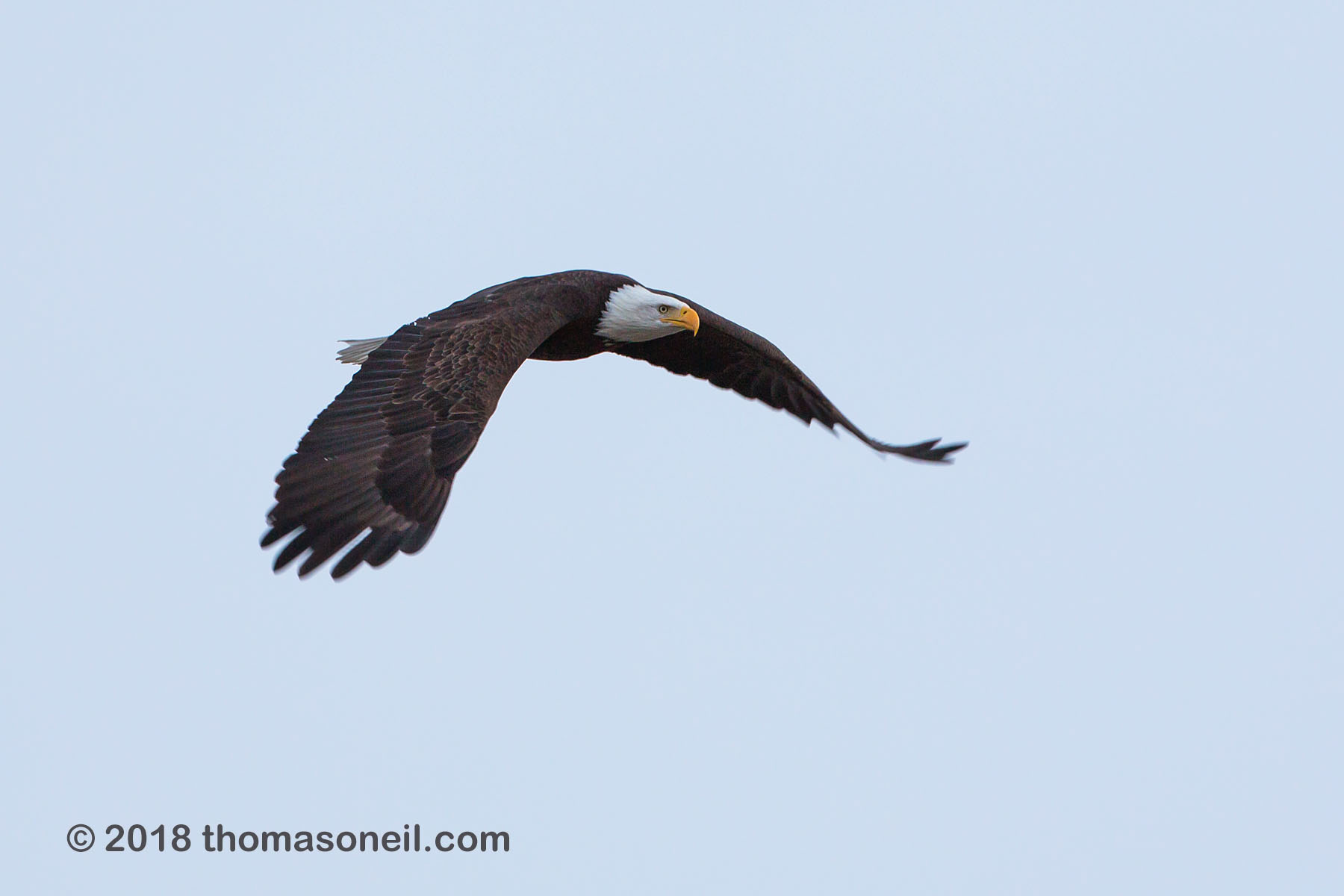 Bald eagle, Loess Bluffs National Wildlife Refuge, Missouri, December 2018.  Click for next photo.