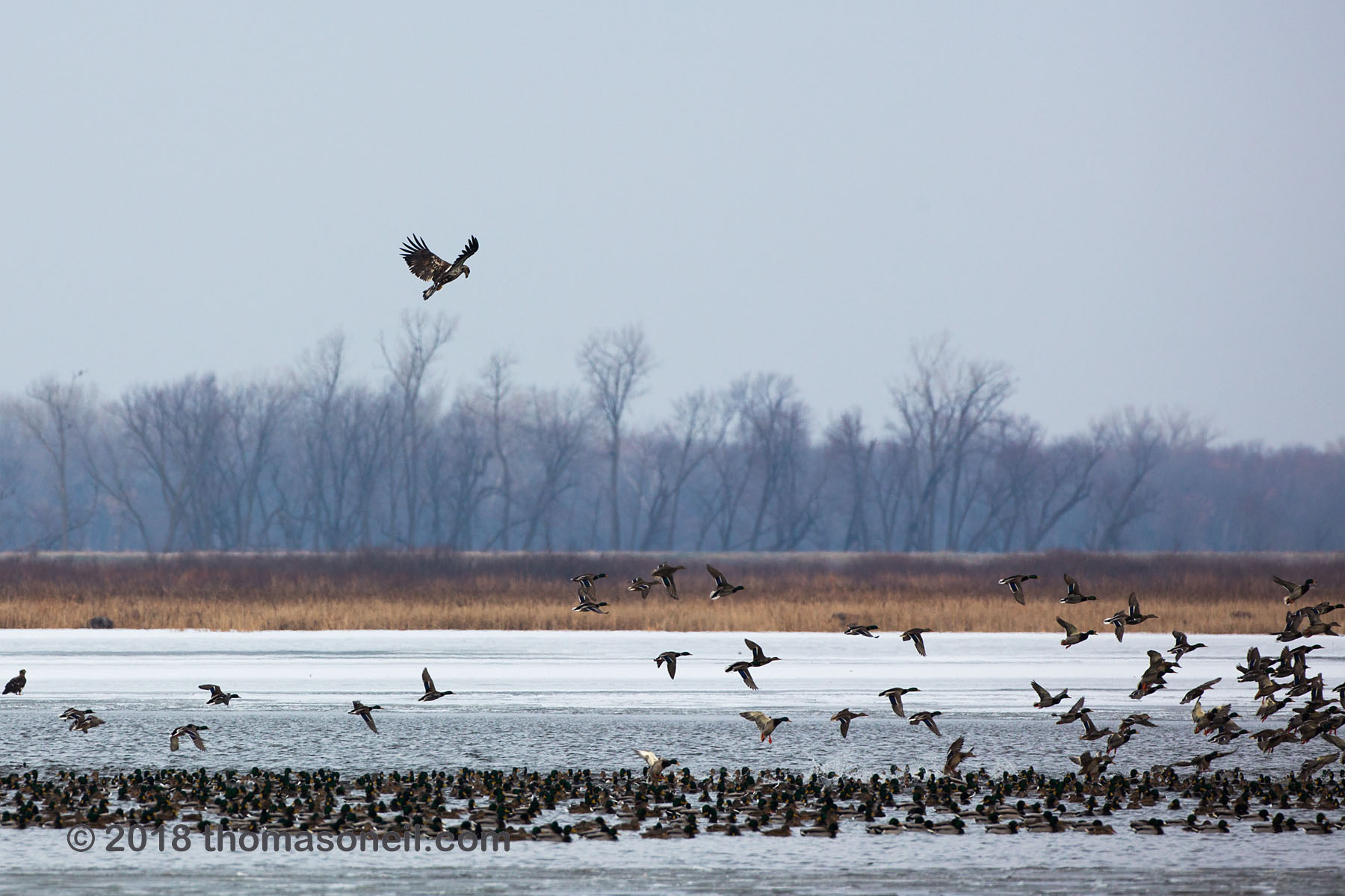 Bald eagle trying to stir up the ducks, Loess Bluffs National Wildlife Refuge, Missouri, December 2018.  Click for next photo.