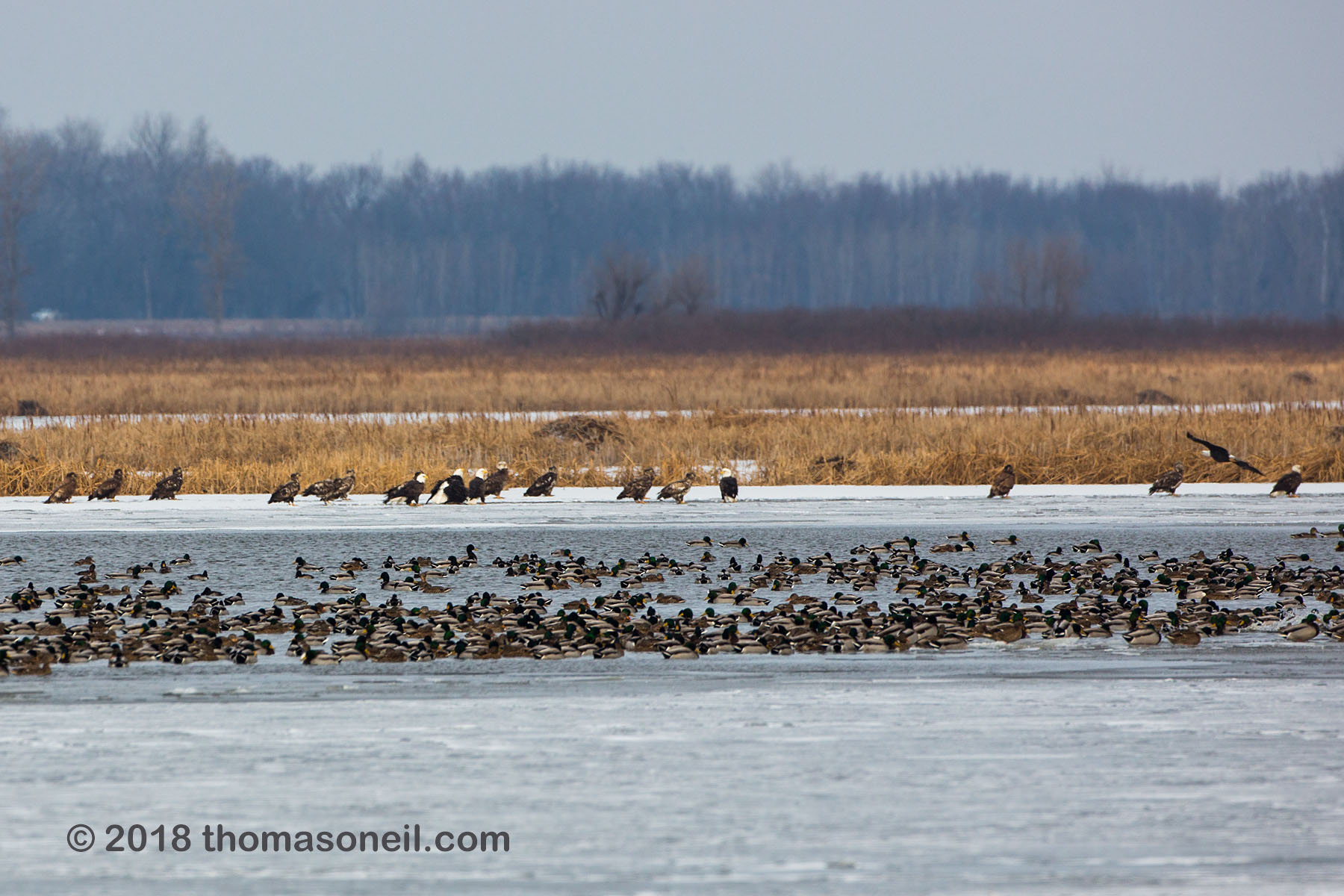 About 20 bald eagles on the ice keeping an eye on the ducks, Loess Bluffs National Wildlife Refuge, Missouri, December 2018.  Click for next photo.