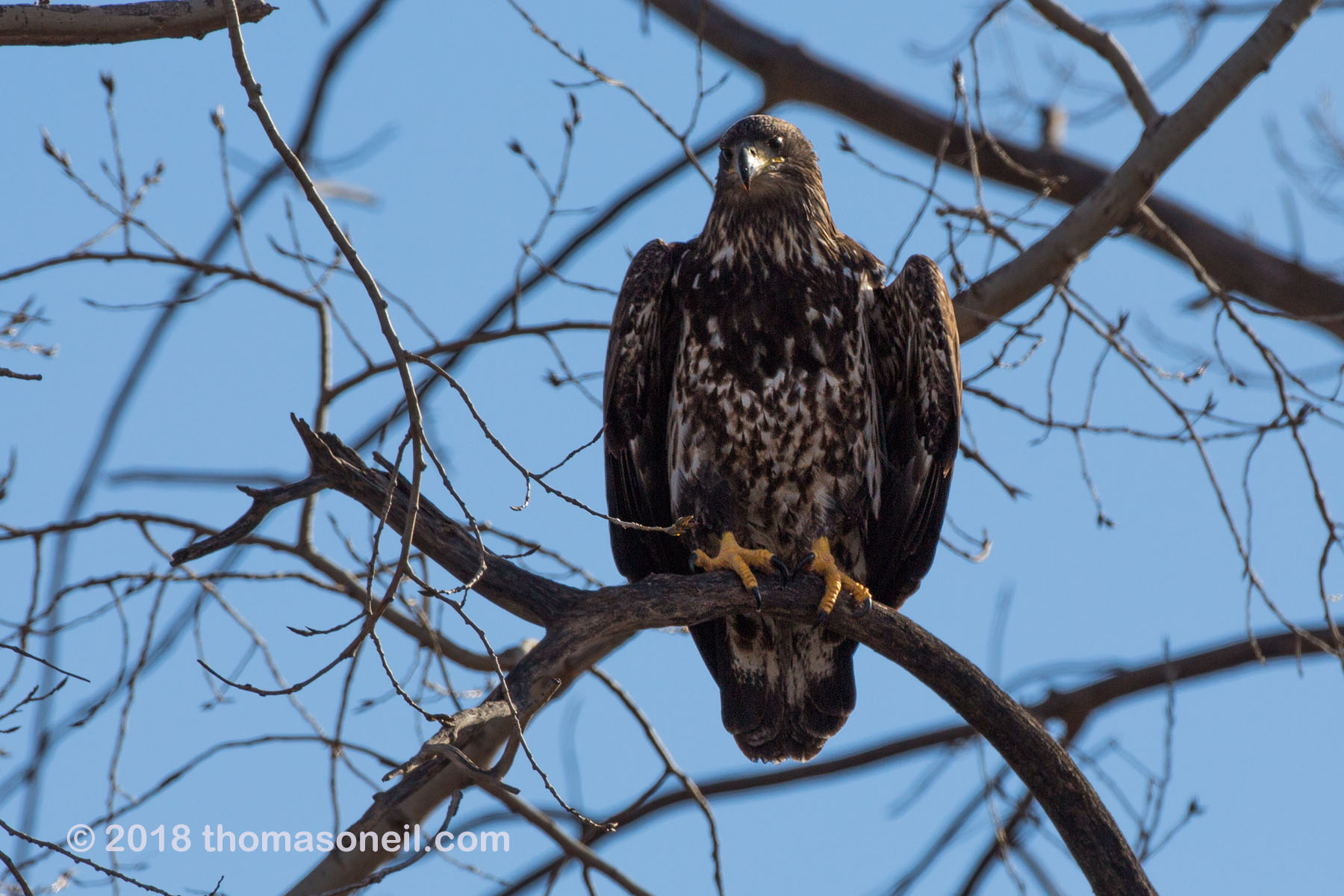 Juvenile bald eagle, Loess Bluffs National Wildlife Refuge, Missouri, December 2018.  Click for next photo.