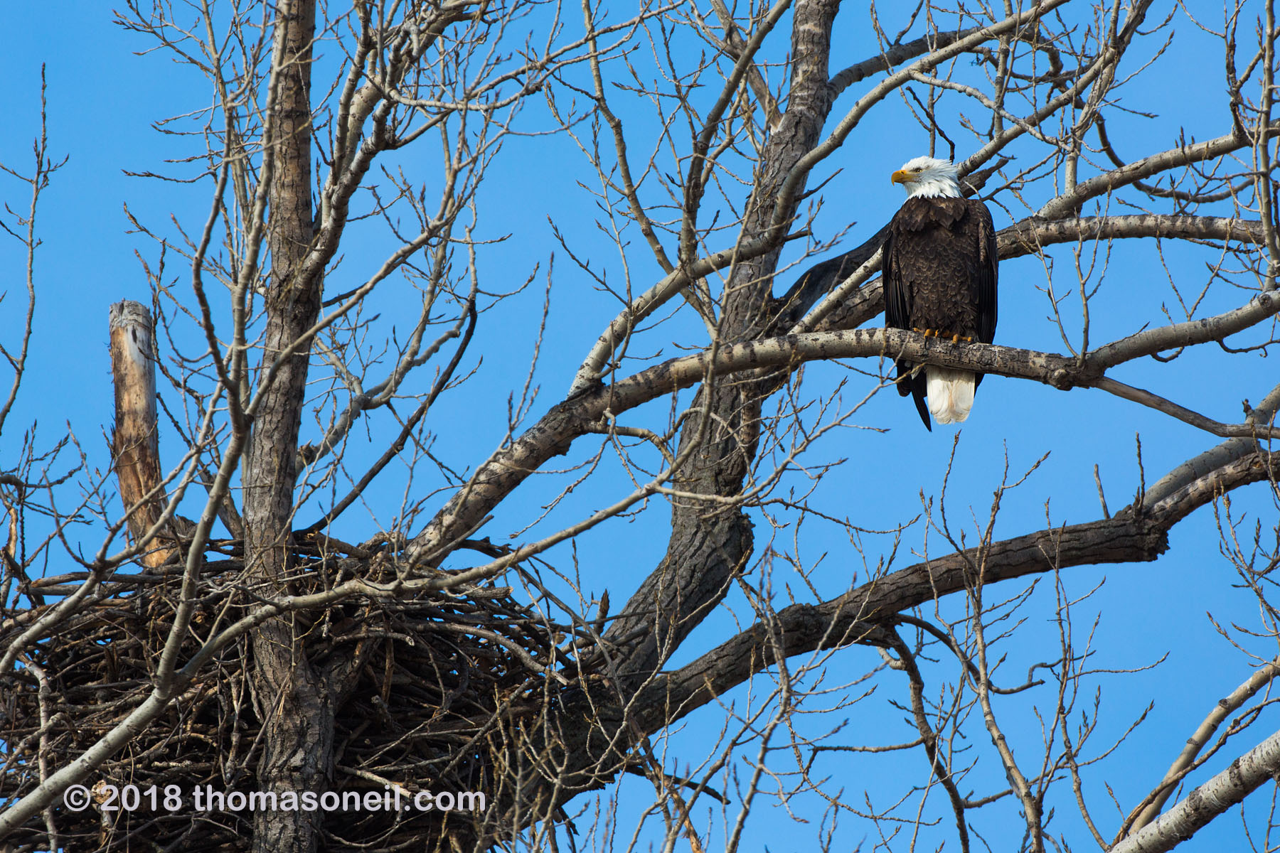 Eagle near nest, west loop of Loess Bluffs National Wildlife Refuge, Missouri, December 2018.  (This is a different nest than most of the images in this slide show.)  Click for next photo.
