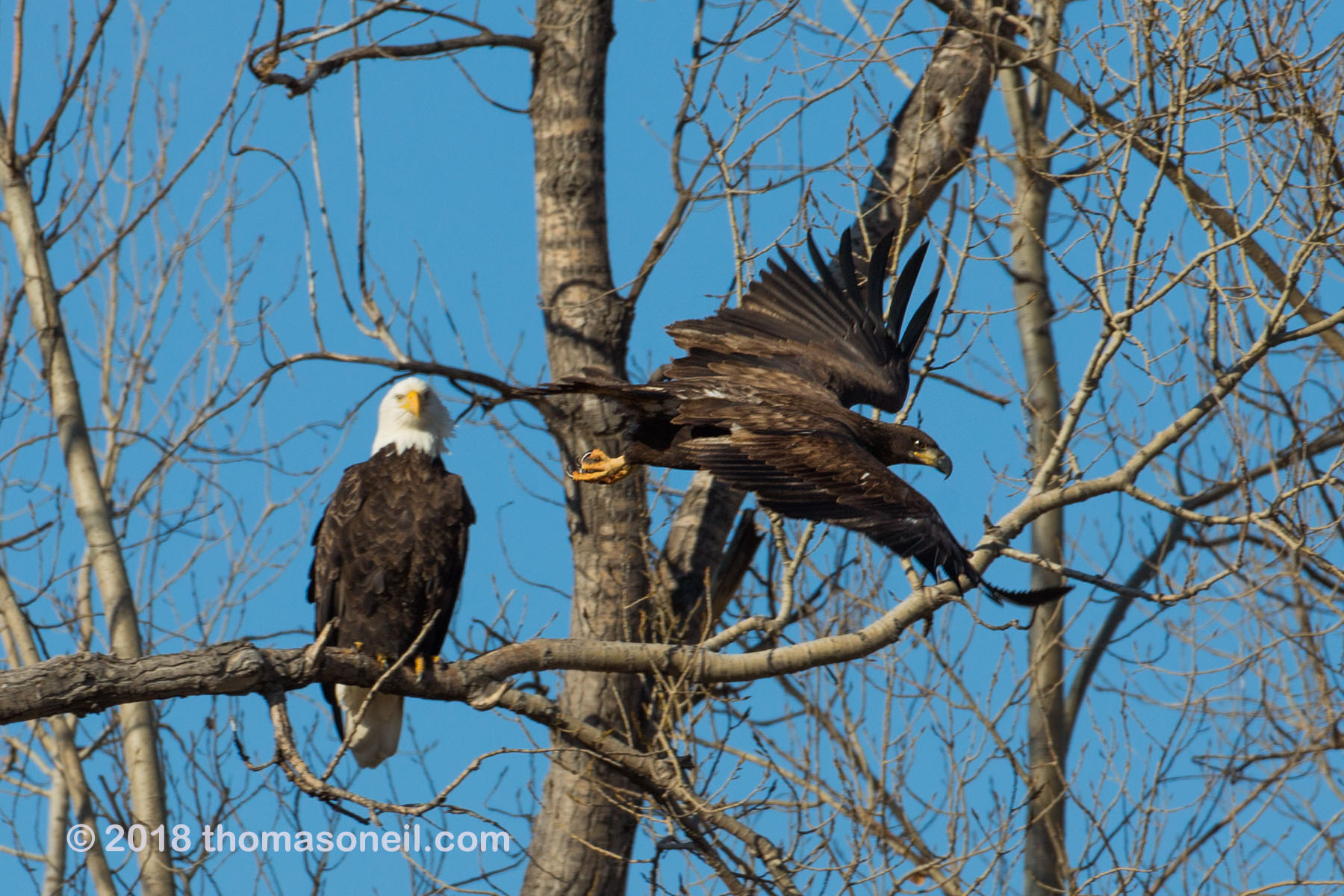 Bald eagles, Loess Bluffs National Wildlife Refuge, Missouri.  Click for next photo.