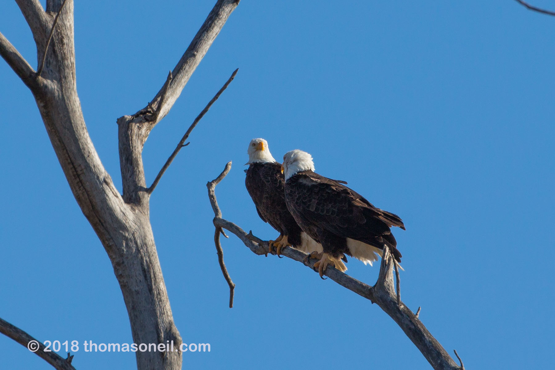 Bald eagles taking a break from nest building, Loess Bluffs National Wildlife Refuge, Missouri.  Click for next photo.