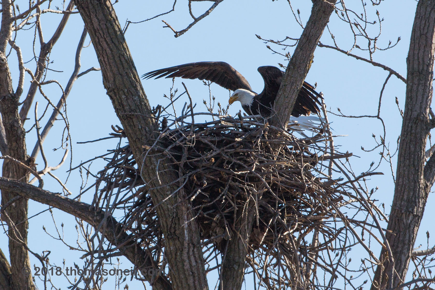 Bald eagle landing in nest, Loess Bluffs National Wildlife Refuge, Missouri, December 2018.  Click for next photo.