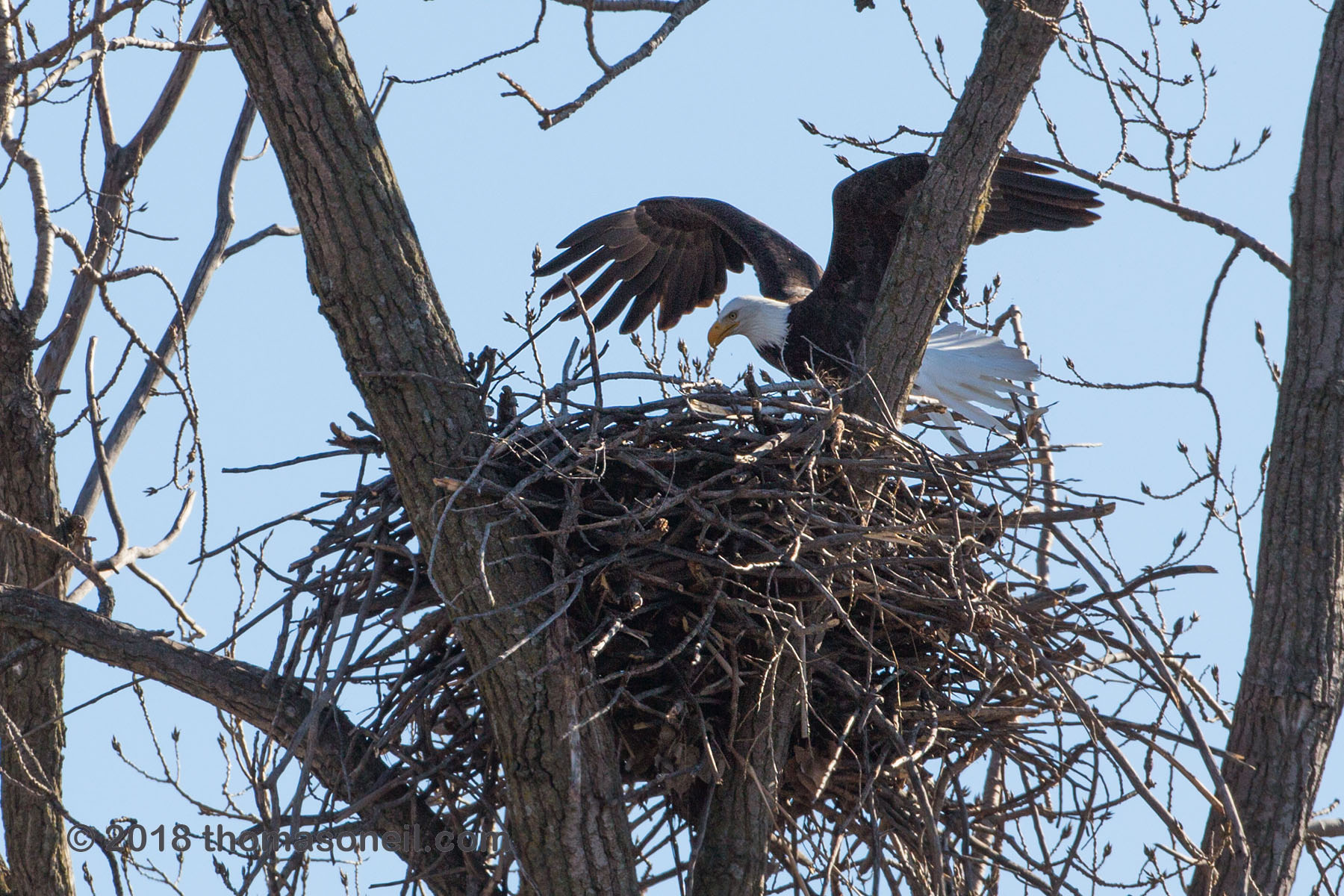Bald eagle lands in the nest, Loess Bluffs National Wildlife Refuge, Missouri, December 2018.  Click for next photo.