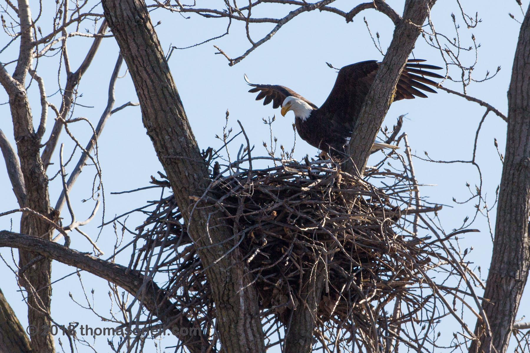 Bald eagle lands in the nest, Loess Bluffs National Wildlife Refuge, Missouri.  Click for next photo.