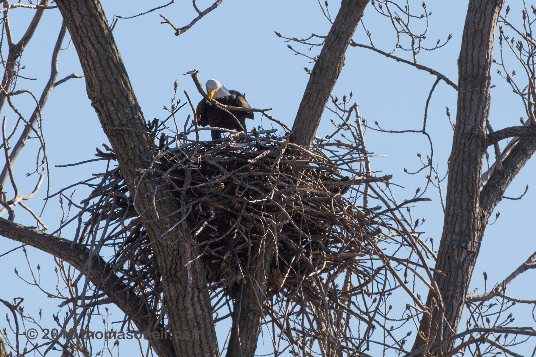 Bald eagle placing stick in the nest, Loess Bluffs National Wildlife Refuge, Missouri.  Click for next photo.