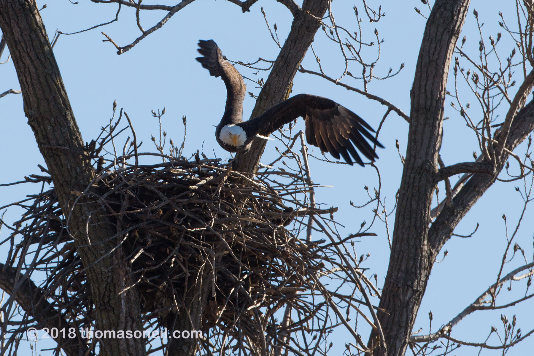 Bald eagle leaves the nest, Loess Bluffs National Wildlife Refuge, Missouri.  Click for next photo.