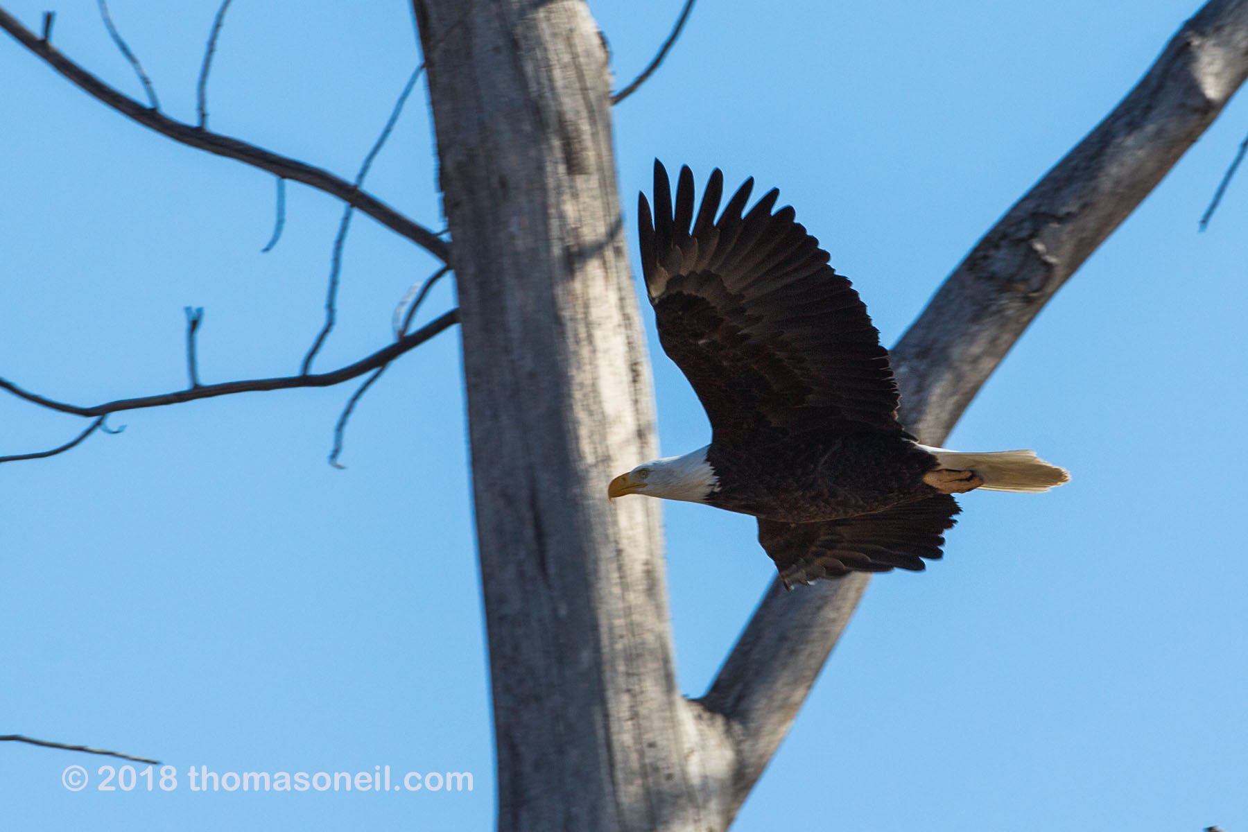 Bald eagle leaves the nest, Loess Bluffs National Wildlife Refuge, Missouri, December 2018.  Click for next photo.