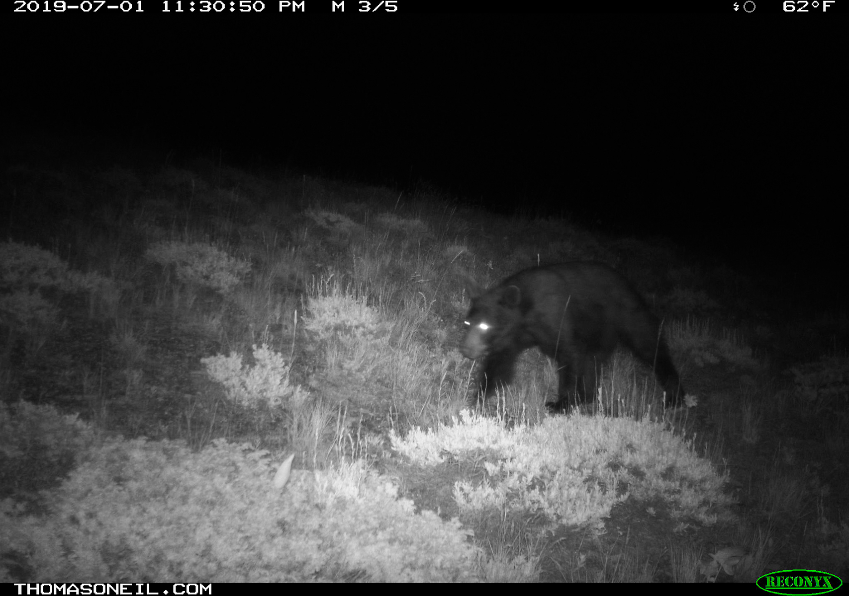 Black bear, Luther, MT.  Click for next photo.