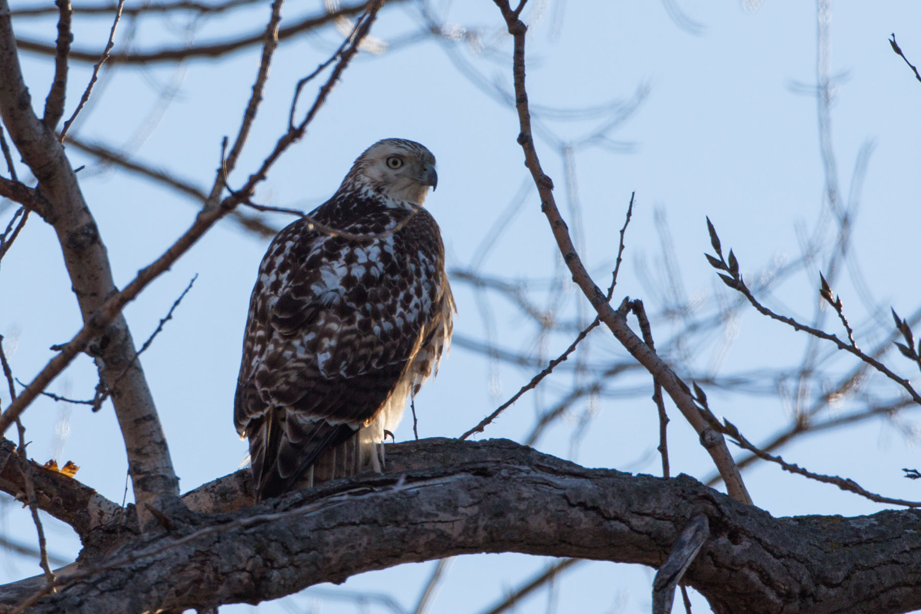 Hawk, perhaps rough-legged, Loess Bluffs NWR, December 2019.  Click for next photo.