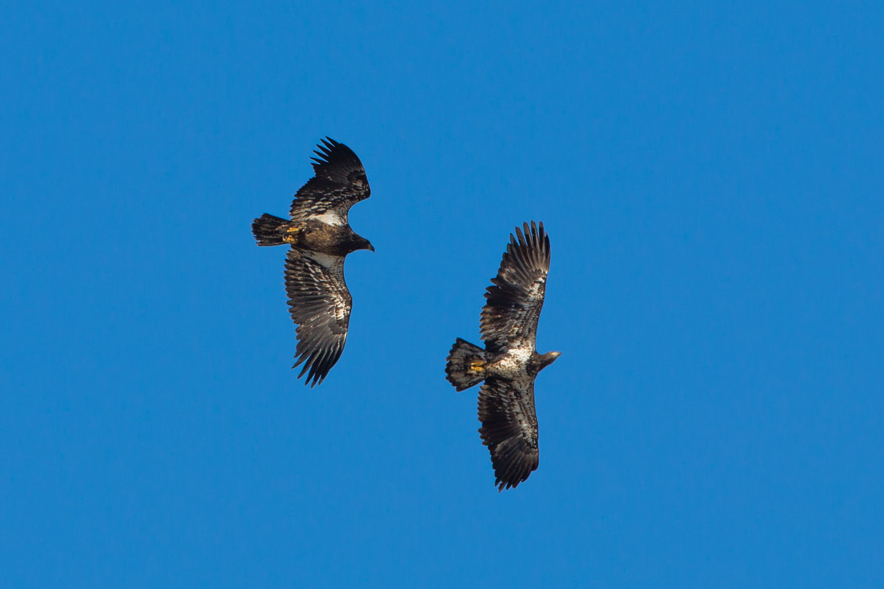 Juvenile Bald Eagles sparring, Loess Bluffs NWR, December 2019.  Click for next photo.