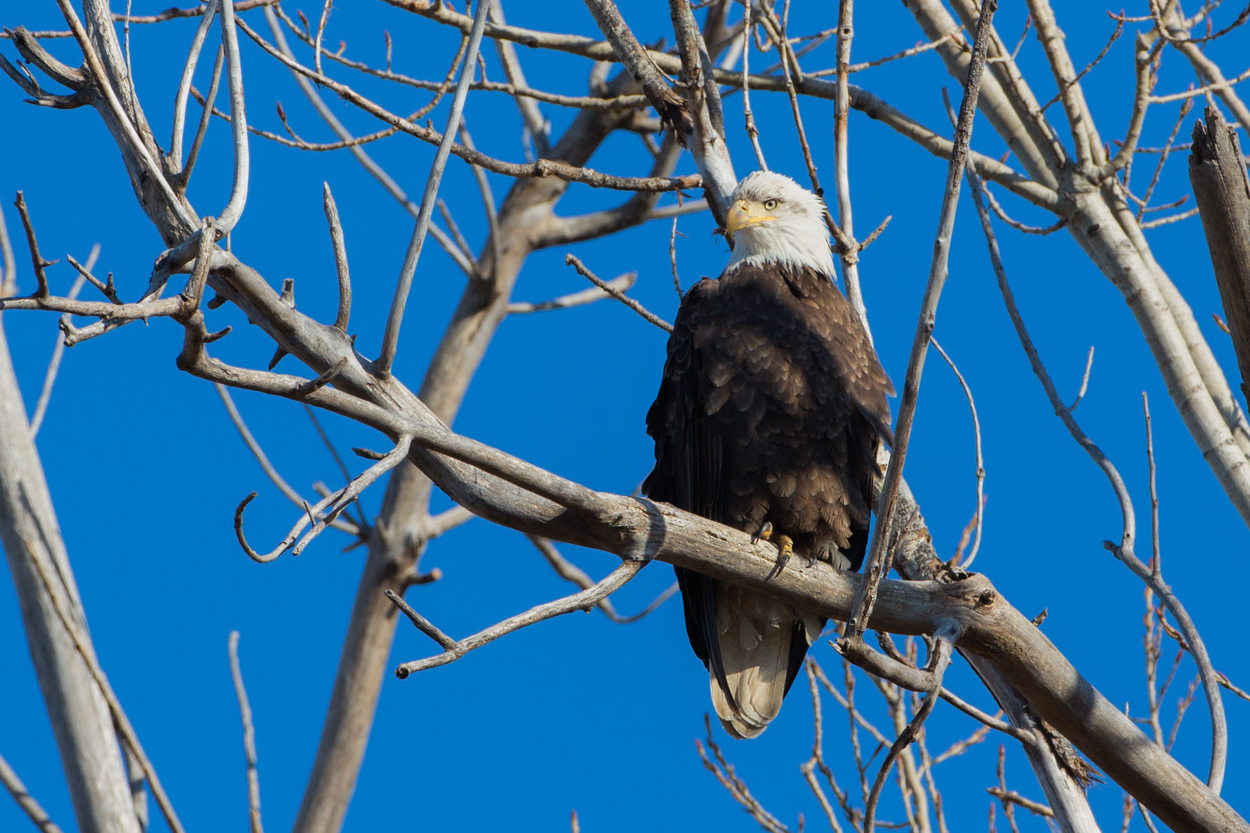 Bald Eagle, Loess Bluffs NWR, December 2019.  Click for next photo.