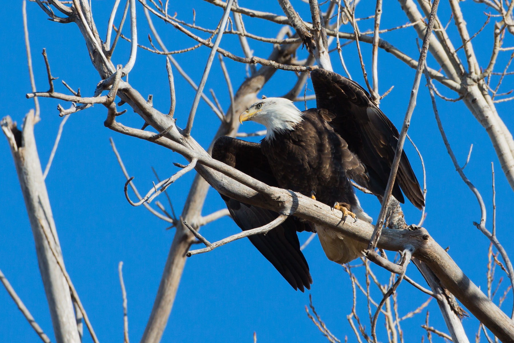 Bald Eagle, Loess Bluffs NWR, December 2019.  Click for next photo.