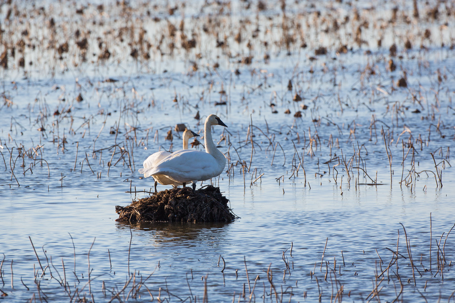 Trumpeter swans, Loess Bluffs NWR, December 2019.  Click for next photo.
