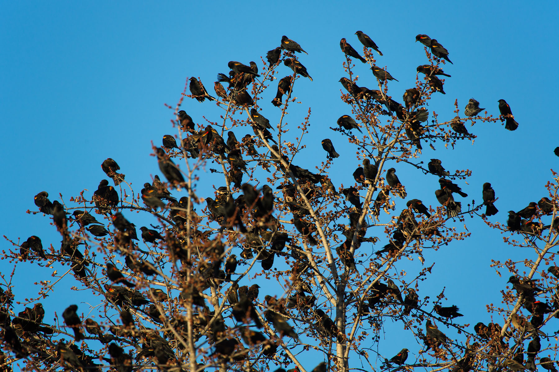 Blackbirds flocking, Loess Bluffs NWR, December 2019.  Click for next photo.