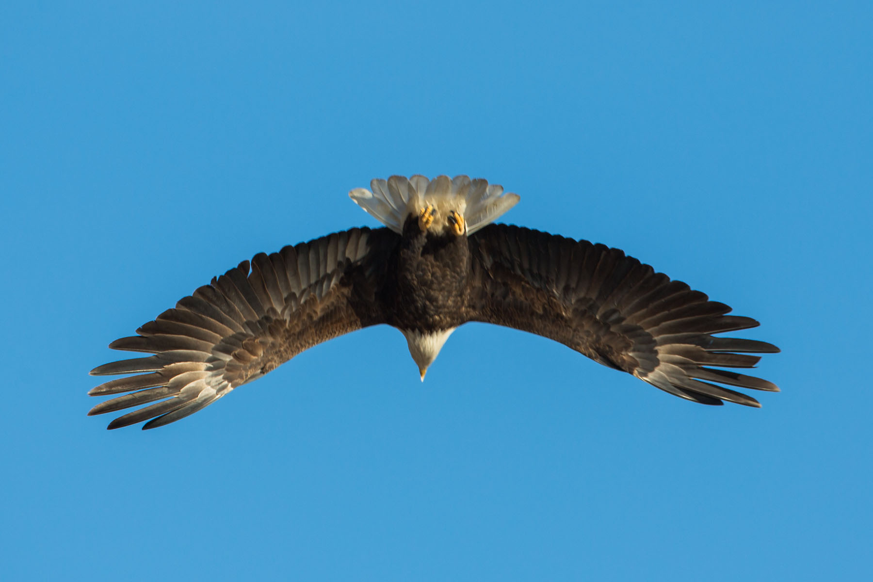 Bald Eagle from a different angle, showing wing detail, Loess Bluffs NWR, December 2019.  Click for next photo.