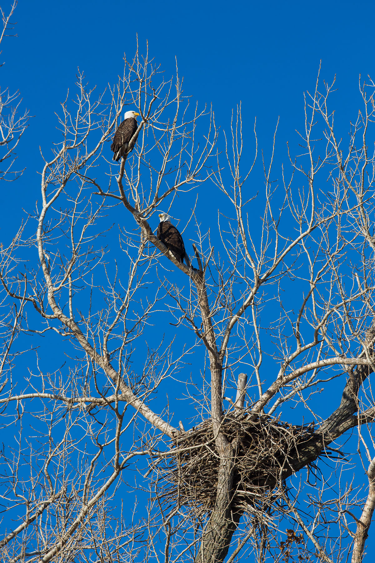 Bald Eagles near the nest, Loess Bluffs NWR, December 2019.  Click for next photo.