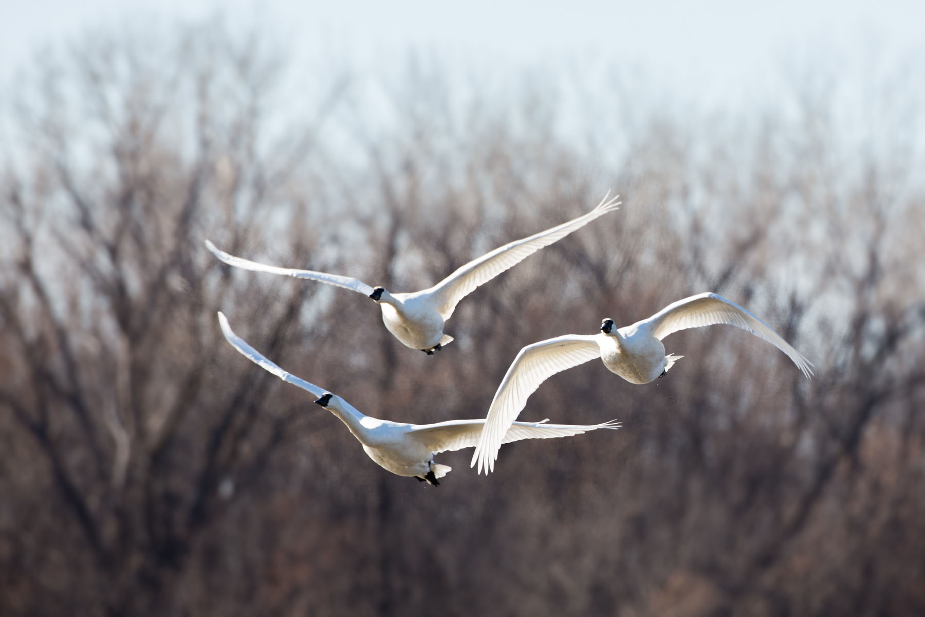 Trumpeter swans, Loess Bluffs NWR.  Click for next photo.