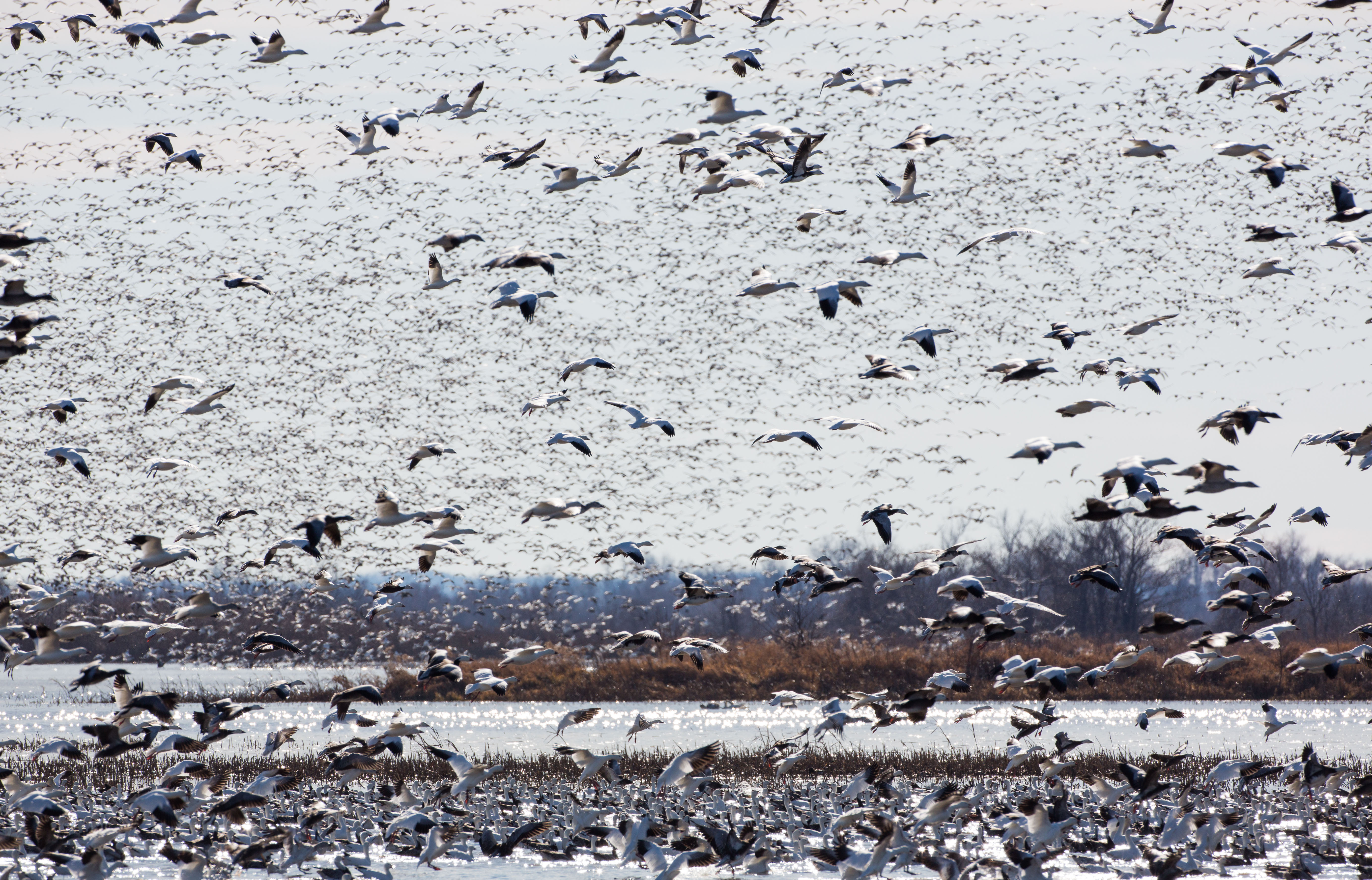Snow geese, Loess Bluffs NWR, December 2019.  Click for next photo.