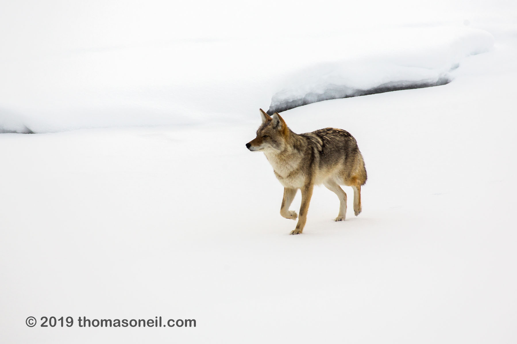 Coyote on the frozen Madison River, Yellowstone National Park.  Click for next photo.