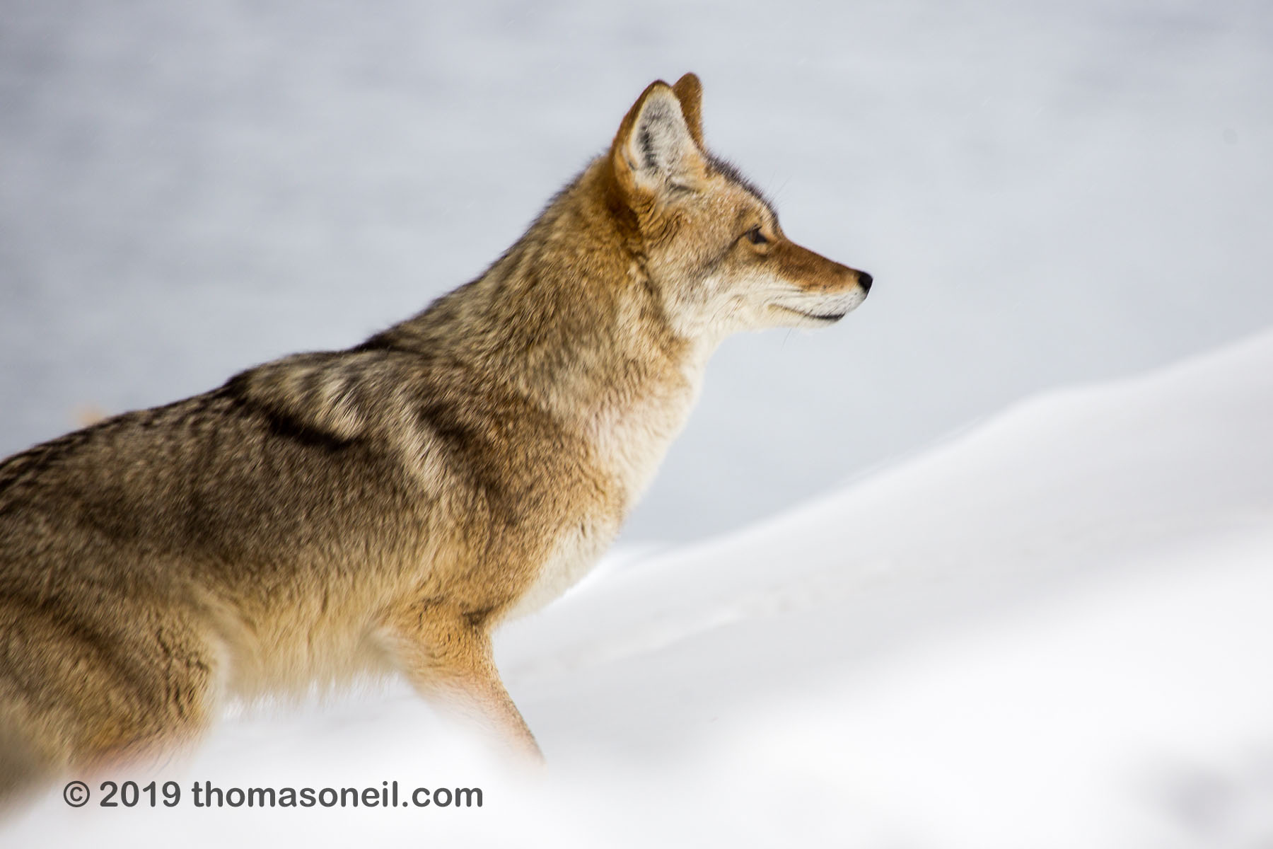 I dont have a photo for January 28, so Im substituting this image from January 25, 2019 of a coyote crossing the road, Yellowstone National Park.  Click for next photo.