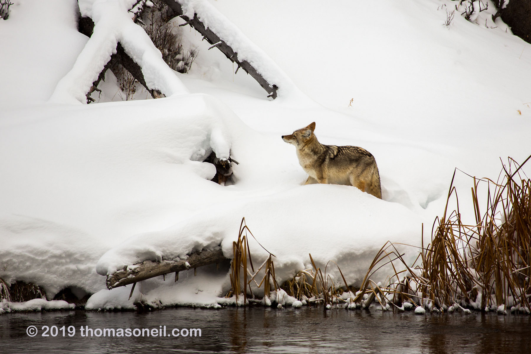 Coyote gets ready to climb the fallen tree, Yellowstone National Park.  Click for next photo.