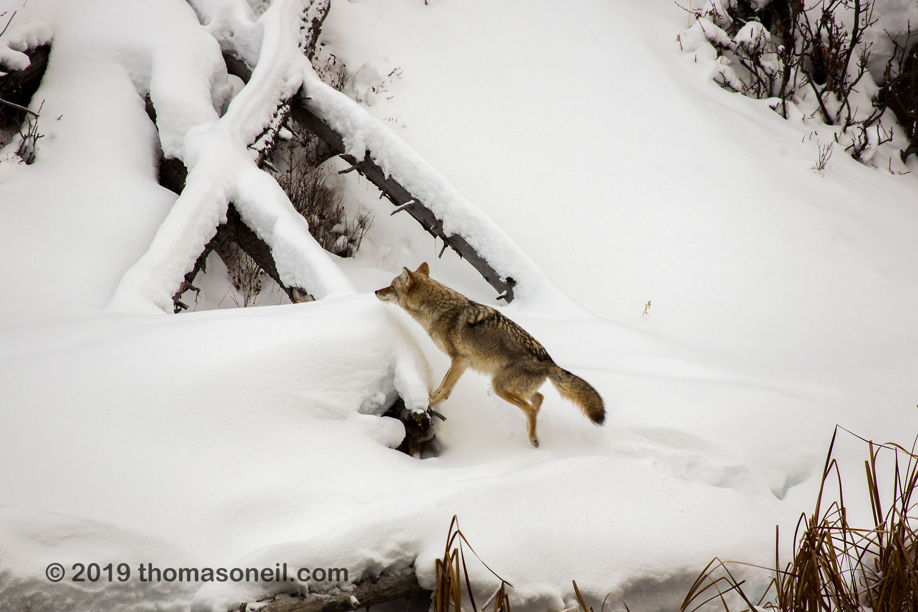 Coyote jumps up to the fallen tree, Yellowstone National Park.  Click for next photo.