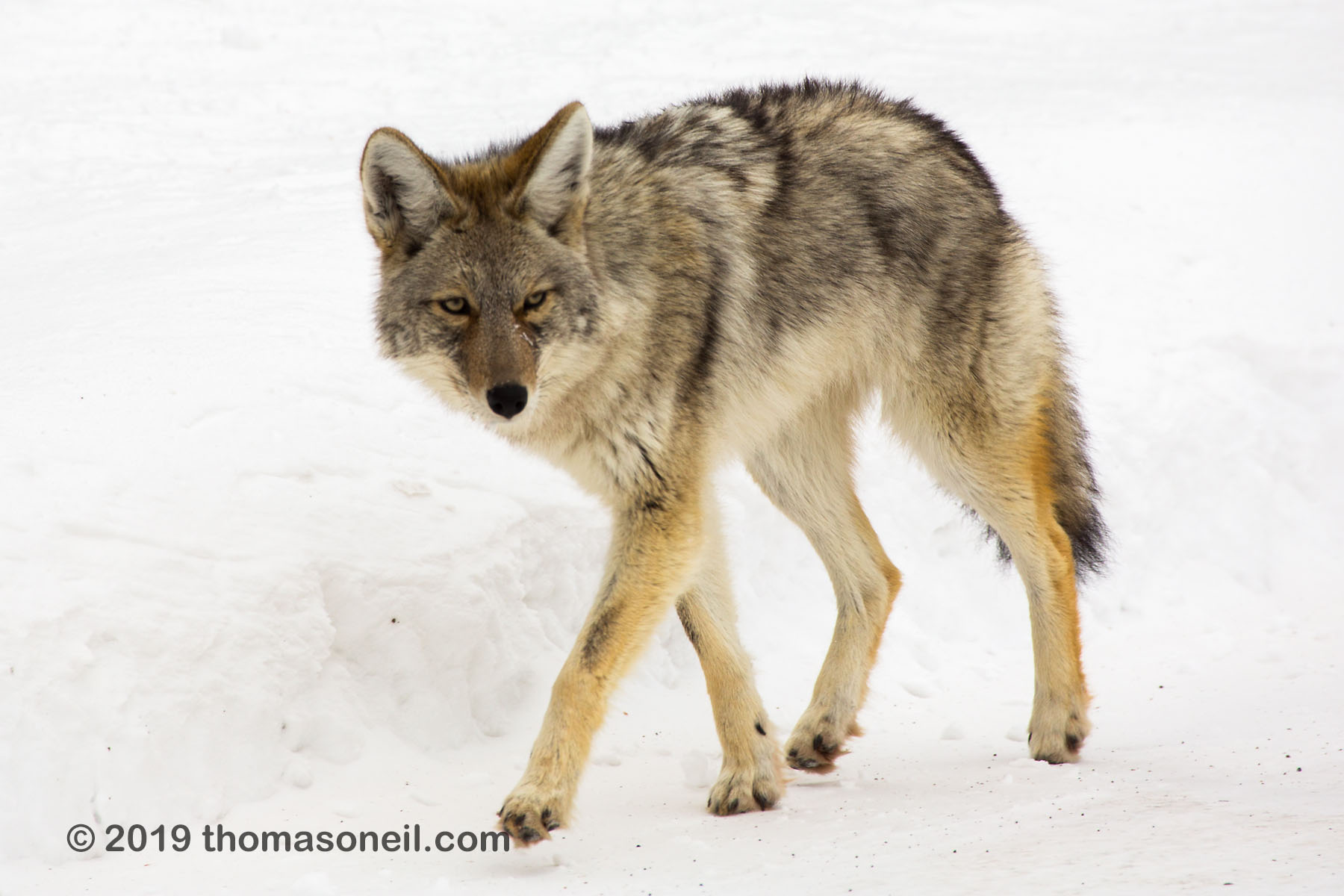 Coyote, between Tower and Lamar Valley, Yellowstone National Park.  Click for next photo.