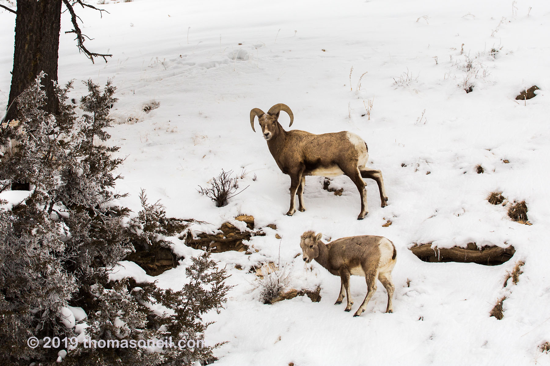 Bighorn ram and lamb in the Lamar Valley, Yellowstone National Park.  Click for next photo.