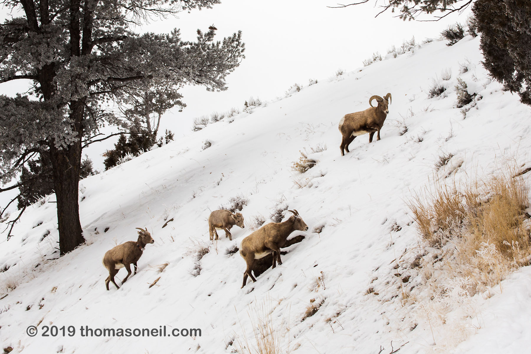 Bighorns in the Lamar Valley, Yellowstone National Park.  One ram, two ewes (one with locator collar), and one lamb.  Click for next photo.