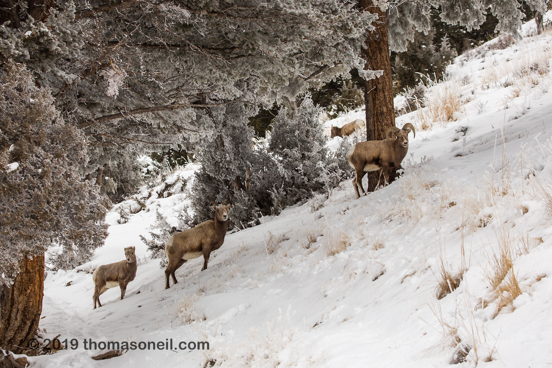 Bighorns in the Lamar Valley, Yellowstone National Park.  Ram, ewe and lamb.  Click for next photo.