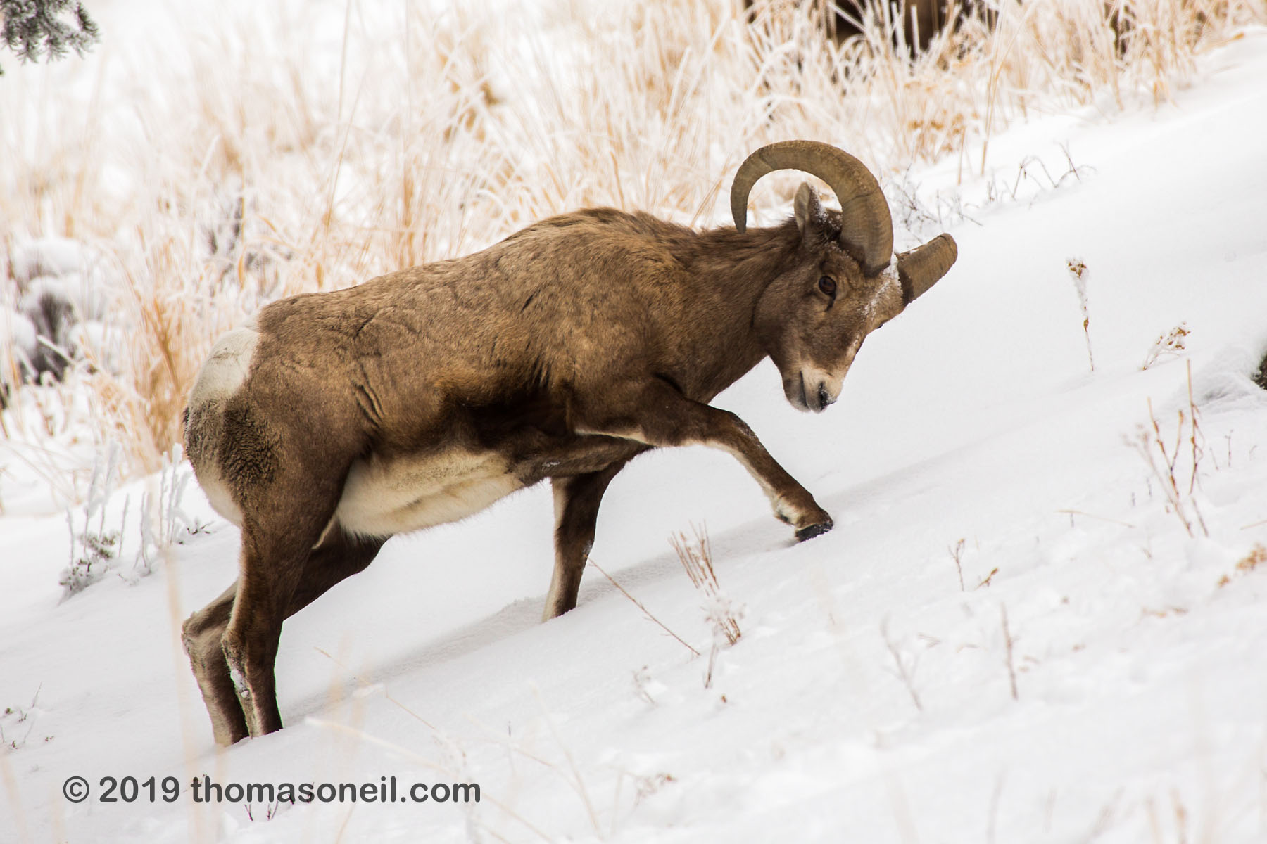 Bighorn digs through the snow to reach grass, Lamar Valley, Yellowstone National Park.  Click for next photo.