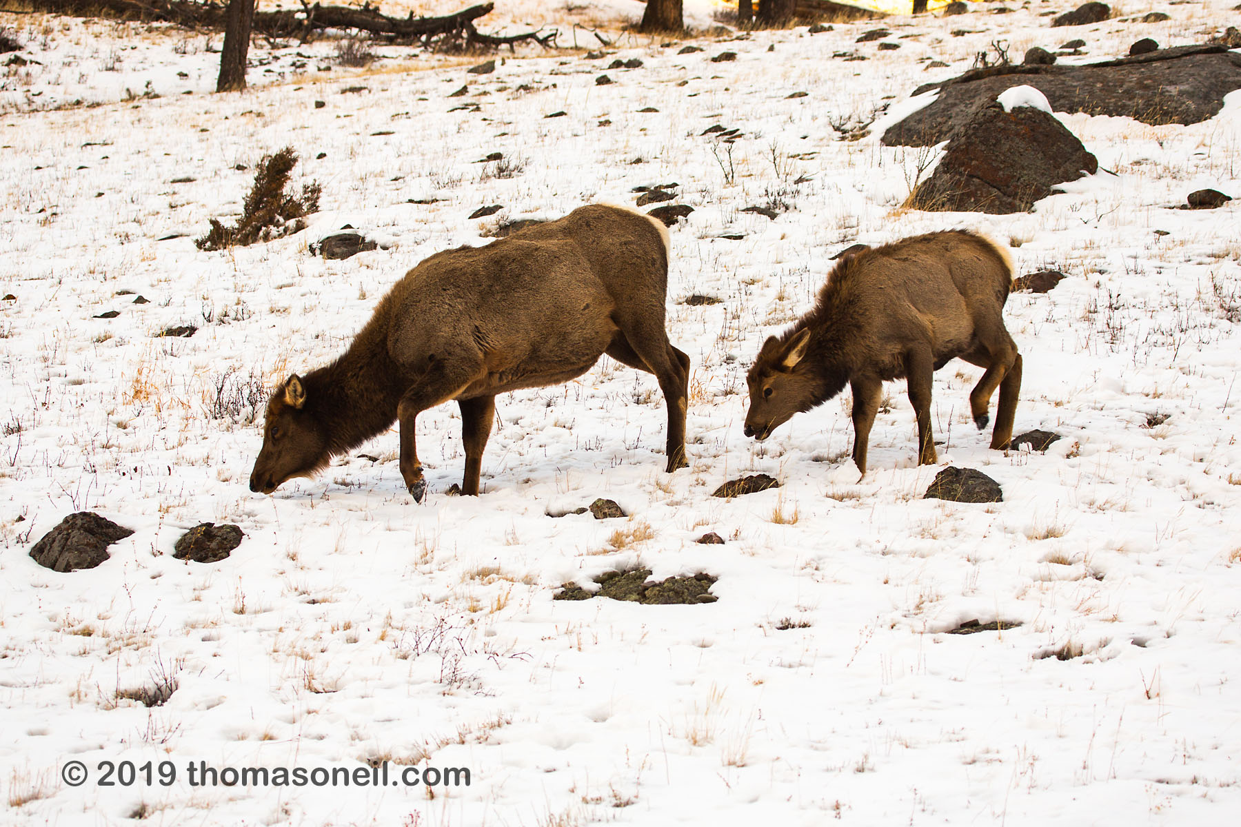 Elk near Mammoth Hot Springs, Yellowstone National Park.  Photo by Susan Pilaszewski-O�Neil with my camera.  Click for next photo.