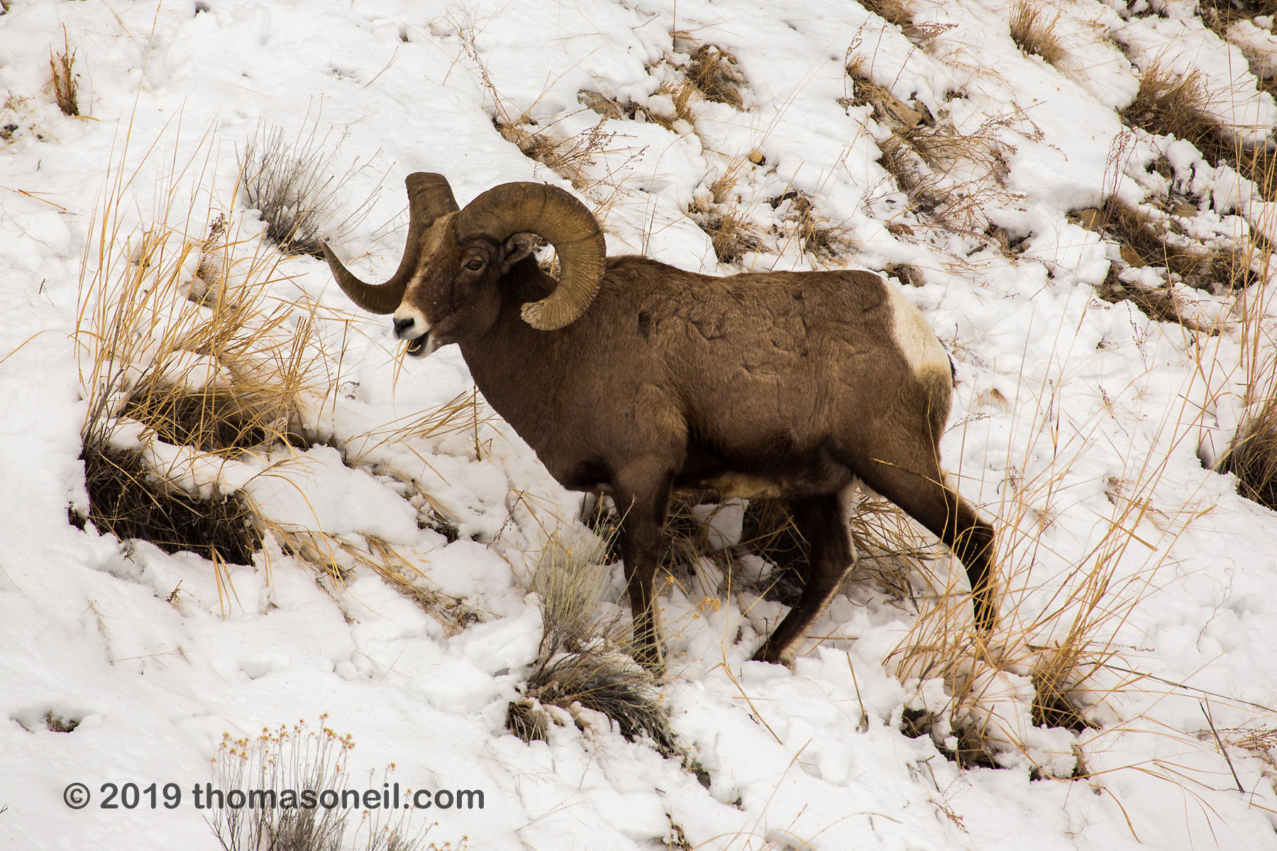 Bighorn in the Lamar Valley, Yellowstone National Park.  Click for next photo.