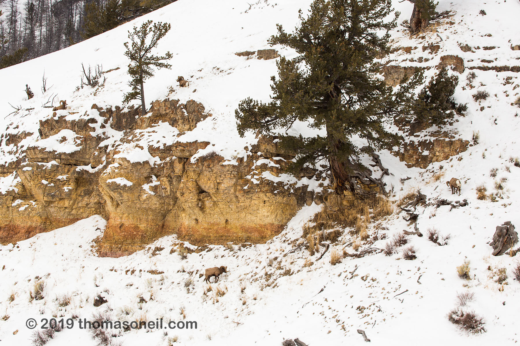 Where�s Waldo?  See if you can spot the four bighorns in this image, Lamar Valley, Yellowstone National Park.  Click for next photo.