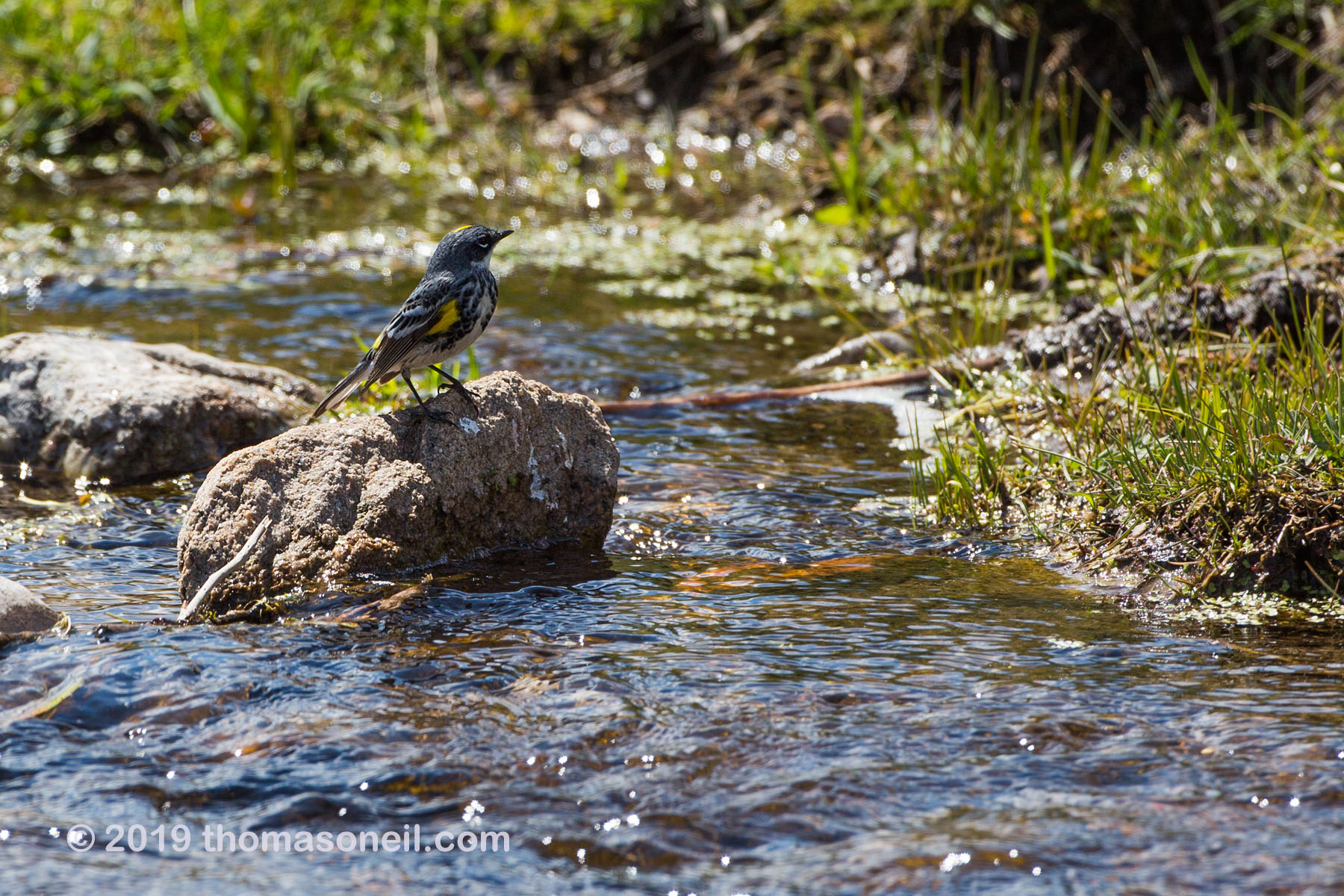 Bird in a stream, Wind Cave National Park.  The closest I can come to a bird ID is Yellow-rumped Warbler, Myrtle variety.  Click for next photo.