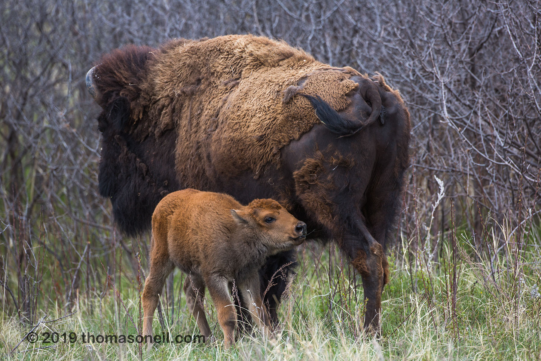 Baby bison looking for milk, Custer State Park.  Click for next photo.