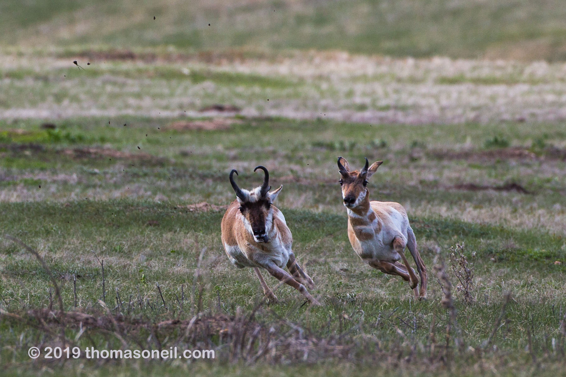 The old pronghorn buck (left) chases a member of its herd, Custer State Park, May 2019.  Click for next photo.