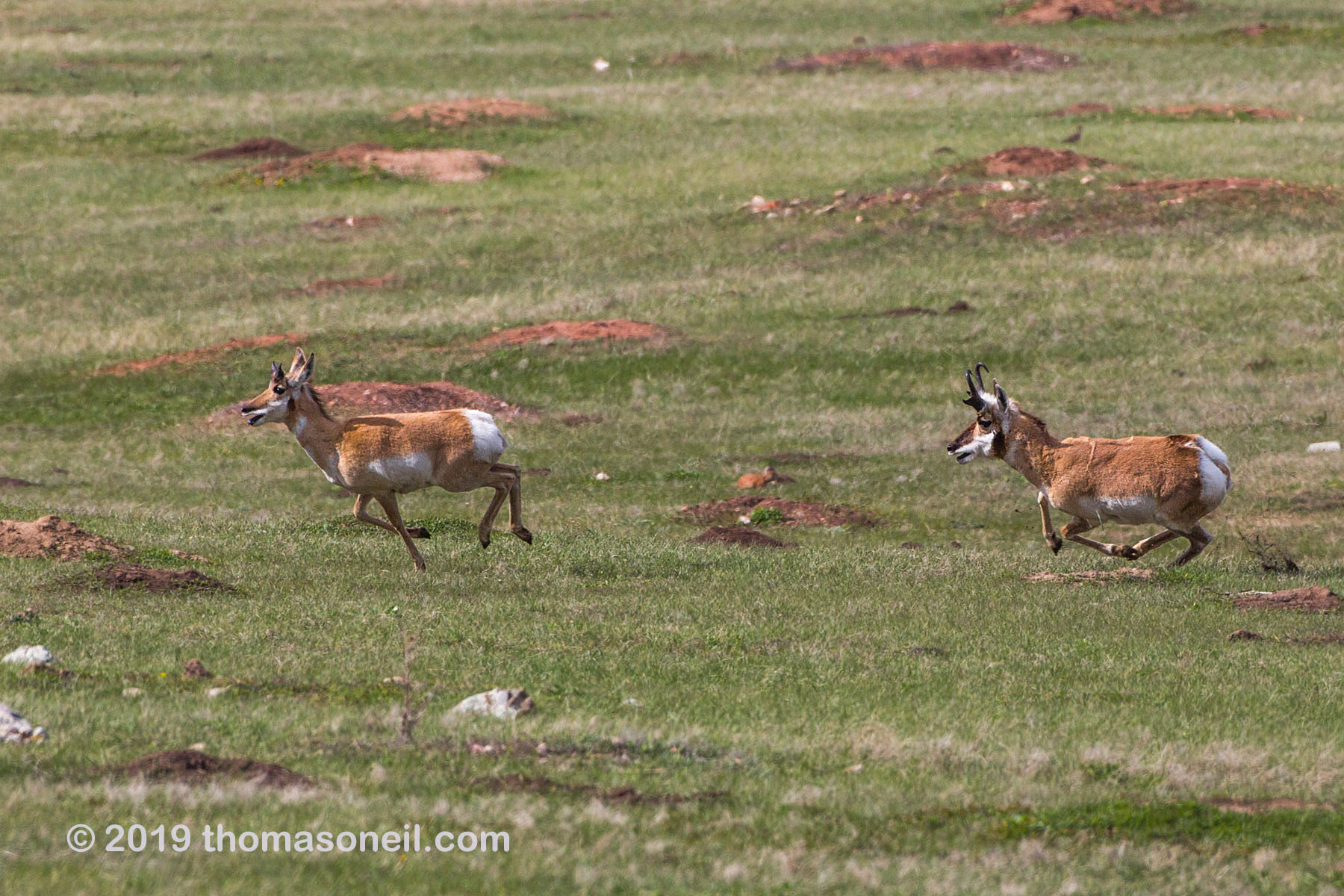 The old pronghorn buck chases a member of its herd, Custer State Park.  Click for next photo.
